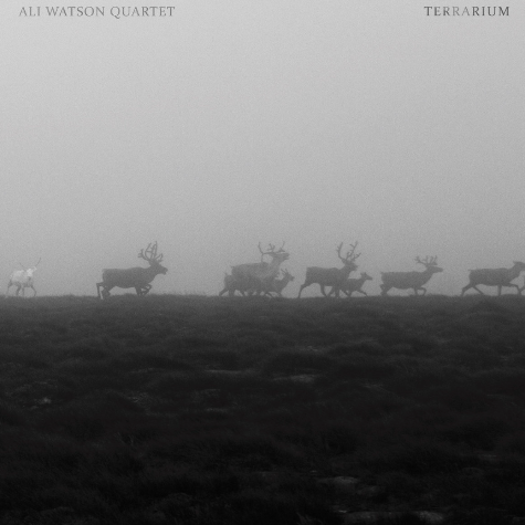 Ali Watson, Terrarium