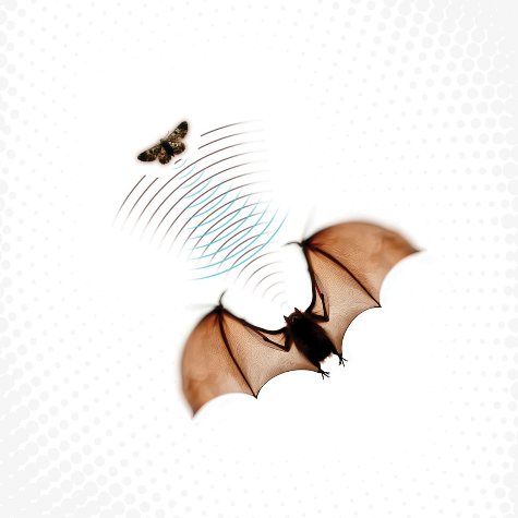 Batsauce, Echolocation