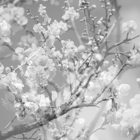 Masabumi Kikuchi, Hanamichi - The Final Studio Recording