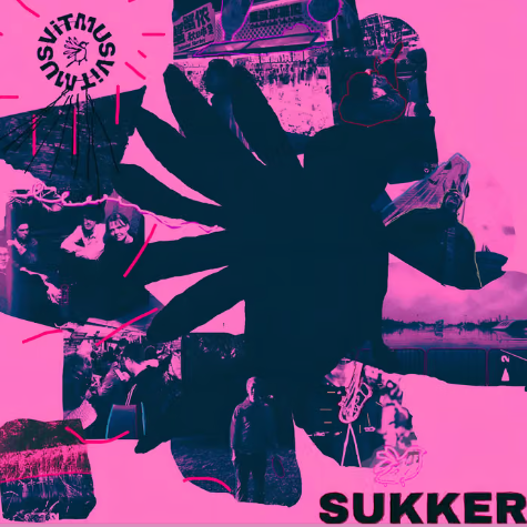 Sukker Musvit